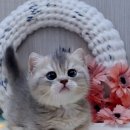 설레임금천