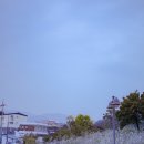 트레인통닭 | [수원 가볼만한 곳] 수원 화성 방화수류정 억새(+나홀로은행나무 실시간)