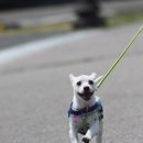 강아지 대통령 이미지