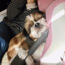 강아지랑 고양이 이미지