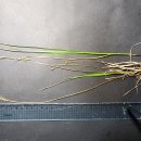 여주-0610 이미지