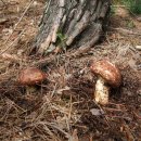 자연산 송이버섯의 시기,섭취 & 효능﻿ 이미지