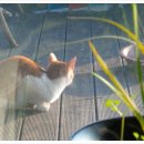 고양이랑놀자 이미지