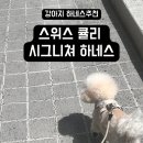 스위스동물병원 | 편안함과 디자인을 모두 완벽 스위스 큘리 하네스 사용 후기