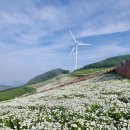 평창군 종합관광안내소 | 6월 세째주의 추천 여행지(1): 평창 육백마지기 - 세상에서 가장 넓은 샤스타데이지군락의 퍼레이드
