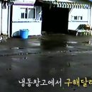 고마워강아지 이미지