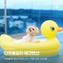 가평애견동반카페아웃팅