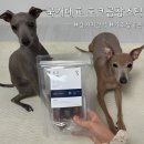 좋은강아지 | 강아지 수제영양간식 추천 [국개대표 포크곱창스틱] 기호성좋은강아지간식 후기