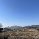 아라뜰데이지 이미지