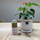 트로피티아일랜드 네이버블로그