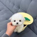독스캣강아지고양이
