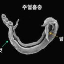 기생충으로 본 남녀관계 이미지