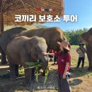 코끼리 | 치앙마이 코끼리 투어 보호소 내돈내산 후기