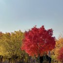 정가축인공수정소 | 11블챌) 방어·단풍·영화 로우·소설 치즈 이야기