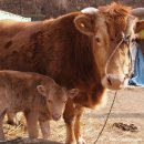 워낭소리 이미지