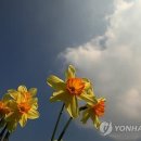 수선화 이미지