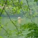 배따라기 이미지