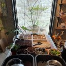 (원데이) 그린 플랜트 이미지