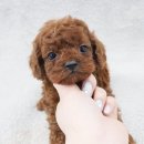 내품안의 반려견 김포점 이미지