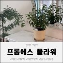 내손동꽃집 프롬에스플라워에서 후쿠시아 화분 구매 후기