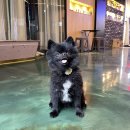헬로우, 마루네 애견운동장 | 구로구 오류동 애견카페 헬로우마루네ㅣ말라뮤트 상주견 야외테라스 애견카페
