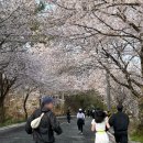 옥천로 | 대전 대청호 벚꽃길 마라톤 2026 후기｜버터런, 사우나런까지 완벽 하루
