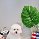 러브펫살롱 이미지