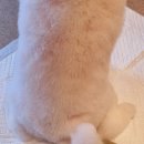 왈왈미용실 이미지