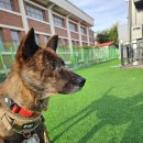 스마일댕댕 이미지