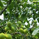 선행농원 이미지