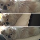 하스토 이미지