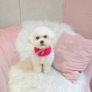 개이쁘댕 이미지