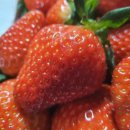 안담농장 이미지