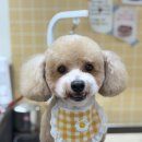 푸우동물병원 이미지