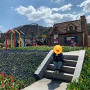 태안농장 | 태안 튤립축제 세계튤립꽃박람회 입장권 사전등록 주차 이벤트 정보