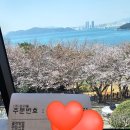 심상의 풍경 | [부산 2주 여행 마지막날 - 한번 더 벚꽃 🌸 해운대 ][모모스 커피/기장 카페][부산에서 속초가서 일박하기]
