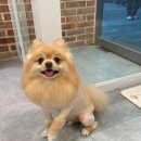 그루밍폼폼 이미지