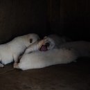 둘리민박 이미지