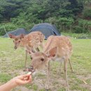 명동 선착장 | 창원 진해 사슴이 살고 있는 '소쿠리섬' 들어가는 법, 배시간, 주차, 명동선착장 정보 안내!