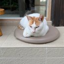 프롬 유니 | 경주 황리단길 카페 | 애견동반 가능한 프롬상록 소보로슈 디저트 맛집 후기