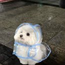 뚱강아지 이미지