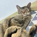 딩글딩글고양이 이미지