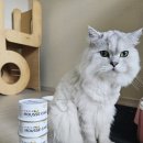 (주)마코펫 | 촉촉한 무스 타입의 [나인케어 무스케이크 치킨&amp;호박 캔]