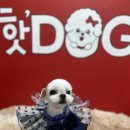 핫DOG 이미지