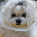 카라말티즈 이미지