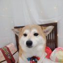 동그란 멍멍이 이미지