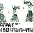 [딸기 재배방법] 맛있는 딸기 재대로 키워서 맛있게 먹어요~~ 이미지