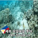 세부 모알보알 투어 거북이 정어리떼 니모 후기