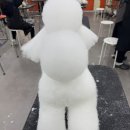 라라반려동물직업전문아카데미 네이버블로그
