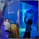 거북이약방 | 롯데 아쿠아리움롯데월드 아쿠아리움 주말 200% 꿀팁! 내돈내산 유·무료 체험 프로그램 총정리 (주차...
